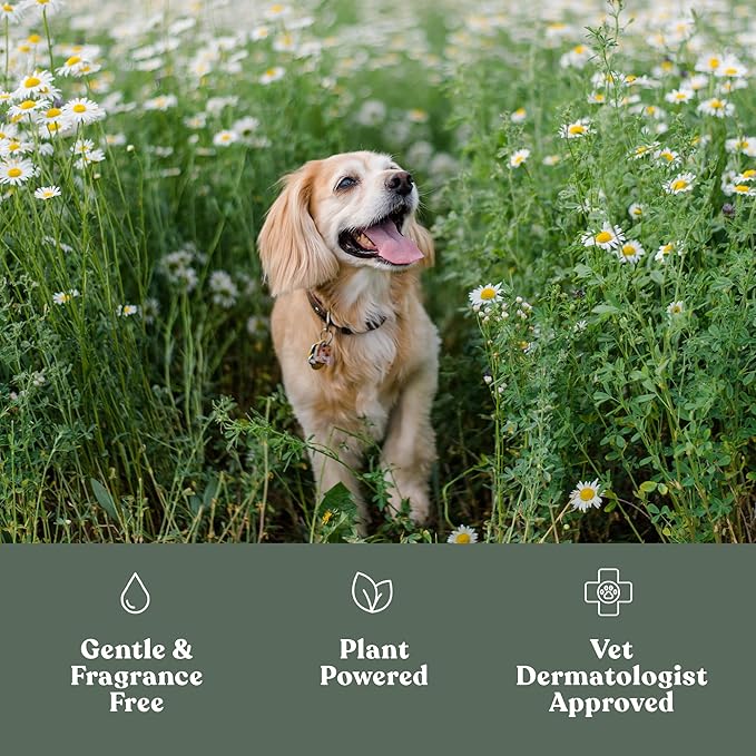 Dandylion Clean Paws | No-Rinse Dog Paw Cleaner & Dog Paw Washer | Gentle, Fragrance-Free, pH Balanced Foaming Cleanser with Silicone Bristle Brush | Safe for All Dogs | 5 fl oz